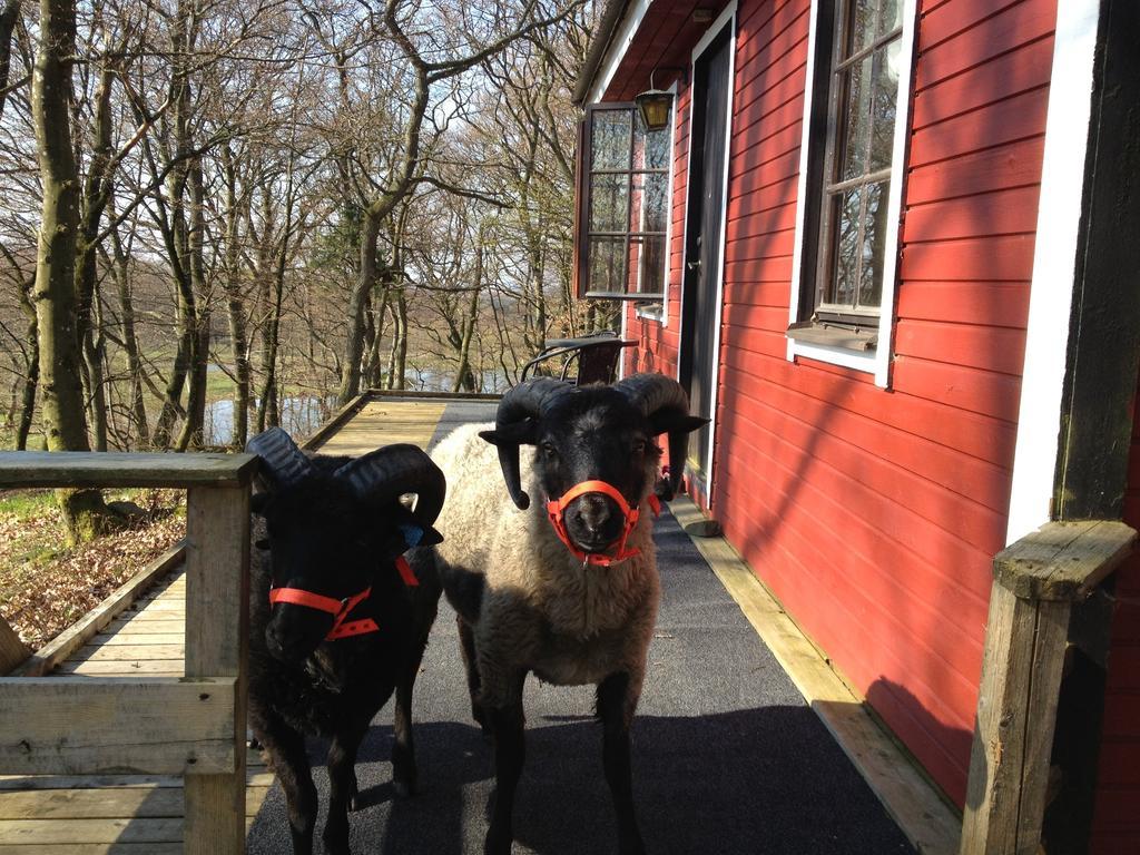 Farm Stay Happy Dogs Ranch Veberod Bagian luar foto