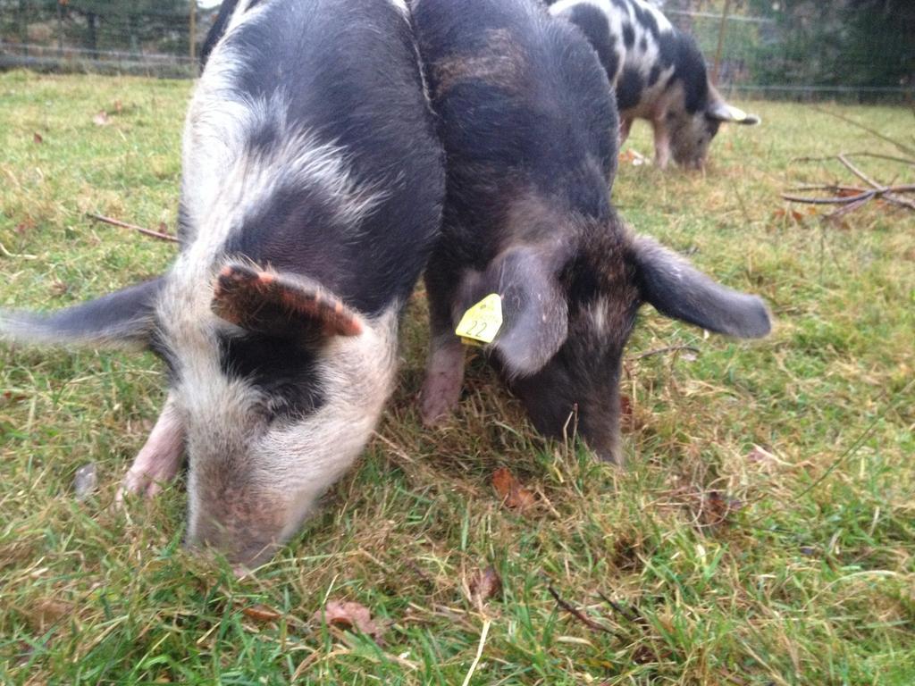 Farm Stay Happy Dogs Ranch Veberod Bagian luar foto