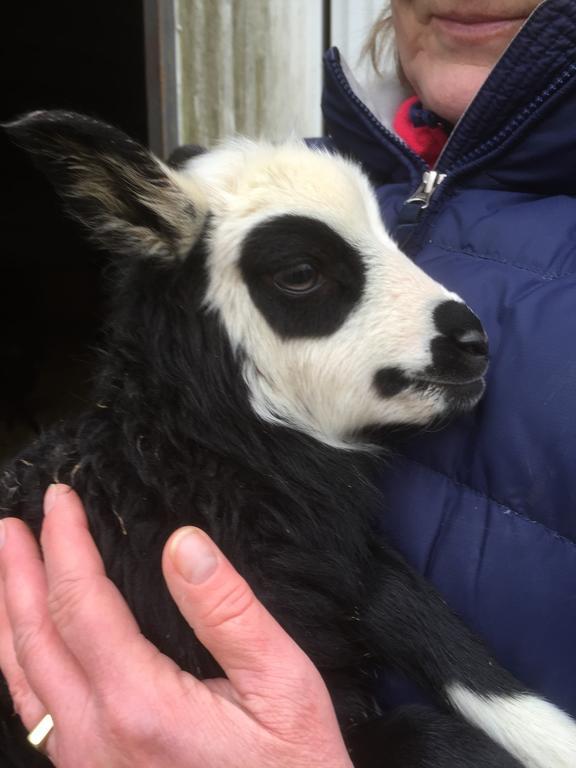 Farm Stay Happy Dogs Ranch Veberod Bagian luar foto