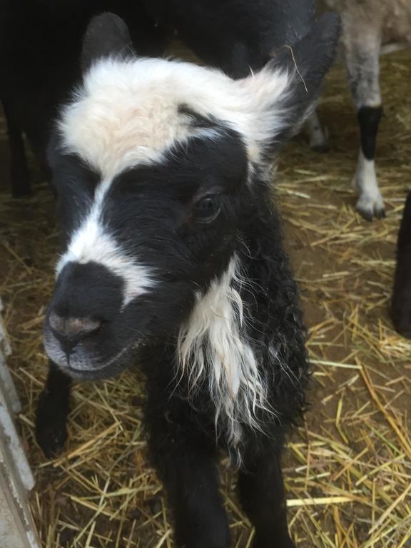 Farm Stay Happy Dogs Ranch Veberod Bagian luar foto
