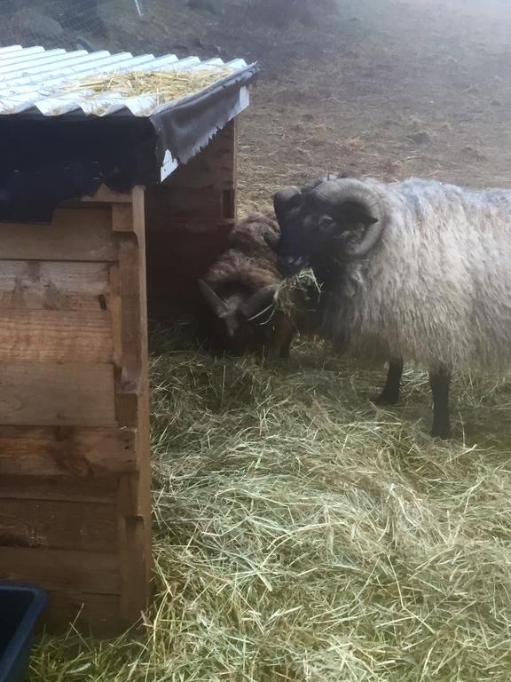 Farm Stay Happy Dogs Ranch Veberod Bagian luar foto