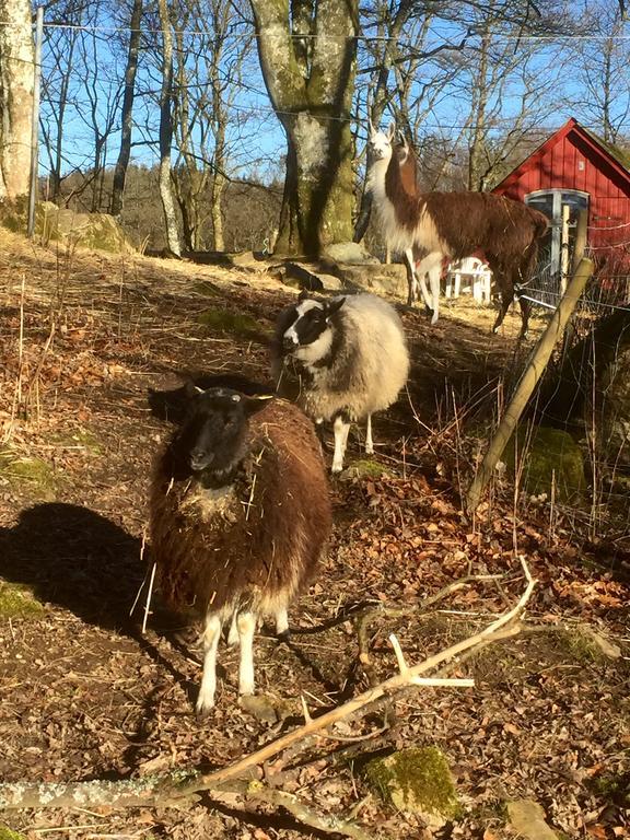Farm Stay Happy Dogs Ranch Veberod Bagian luar foto