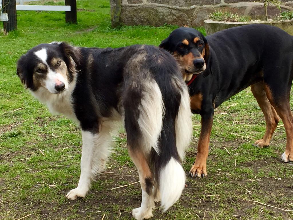 Farm Stay Happy Dogs Ranch Veberod Bagian luar foto